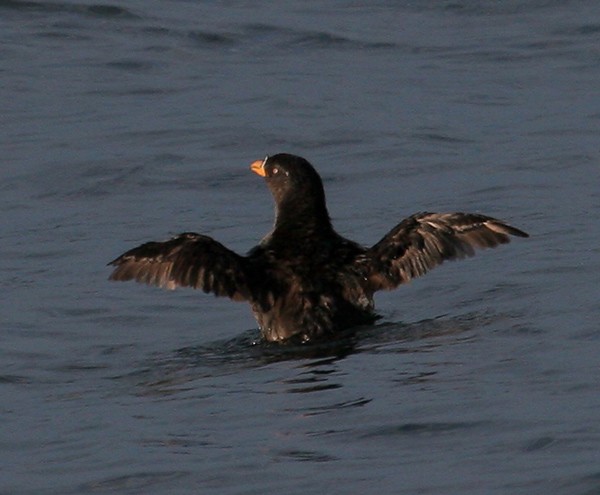 Rhinoceros Auklet